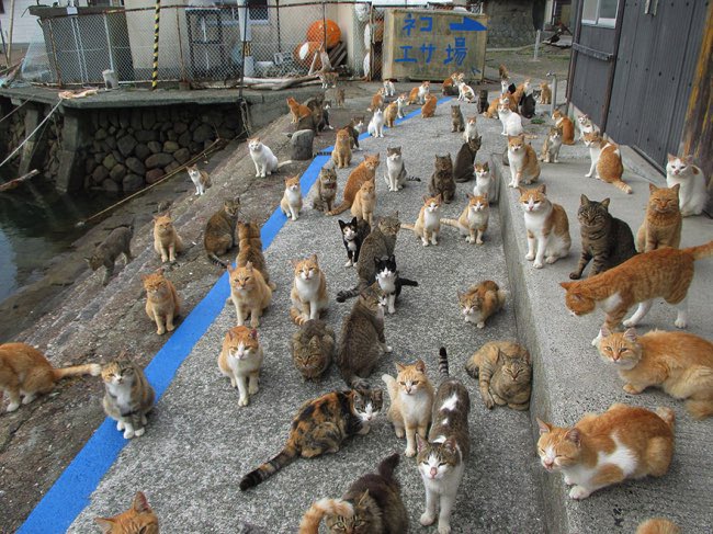 mostlycatsu's tweet image. 