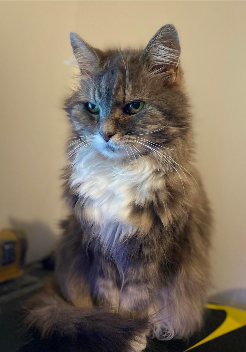 Michael's Cat tweet media