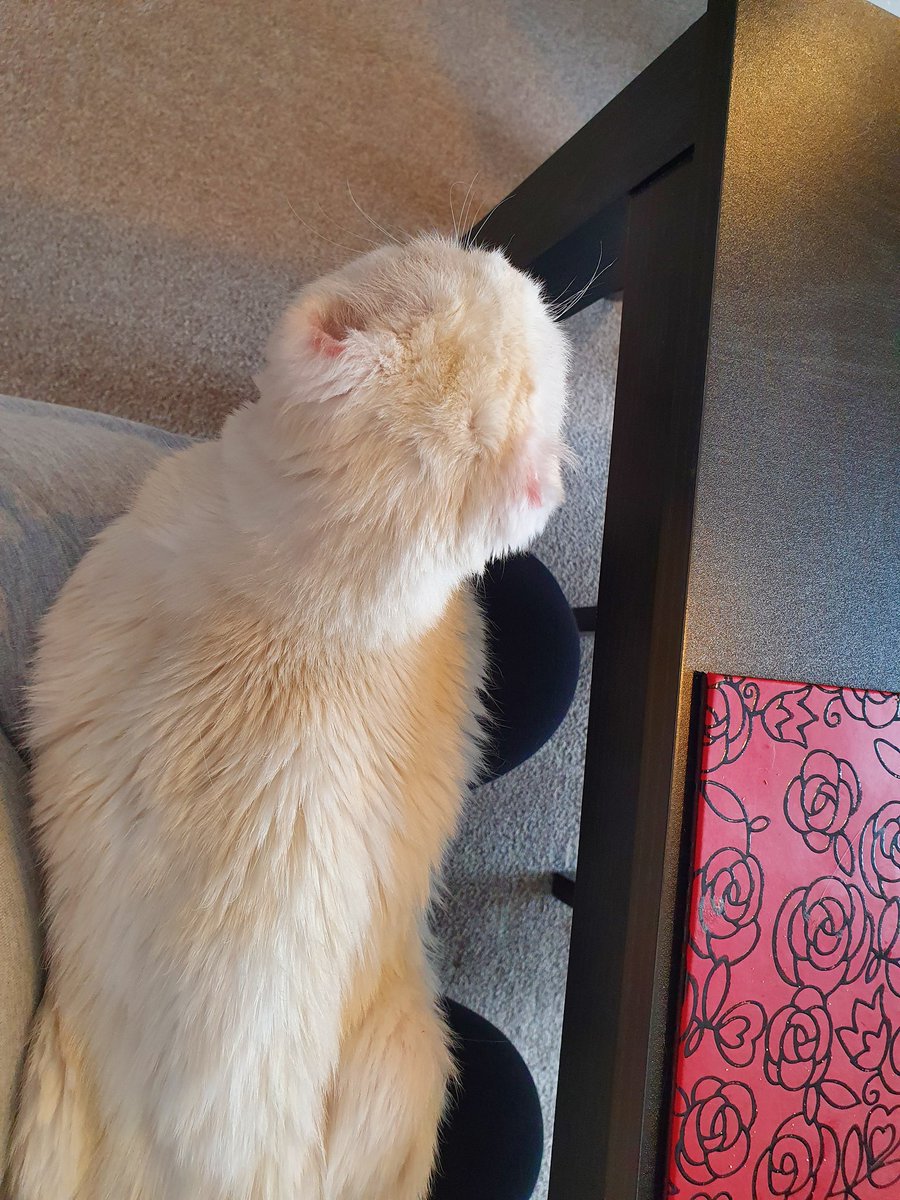 MsEmJam's tweet photo. So we got on the table so both of us got into trouble then onto the knee!! #TheEarlessOne https://t.co/CjZIjYUVAU