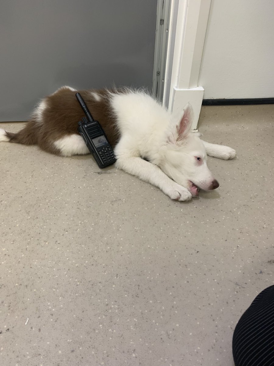 RMNlauren's tweet photo. Gel nails, henna and dogs today 🤩🤩 #GreatToBeGriffin https://t.co/0i6hFILCej