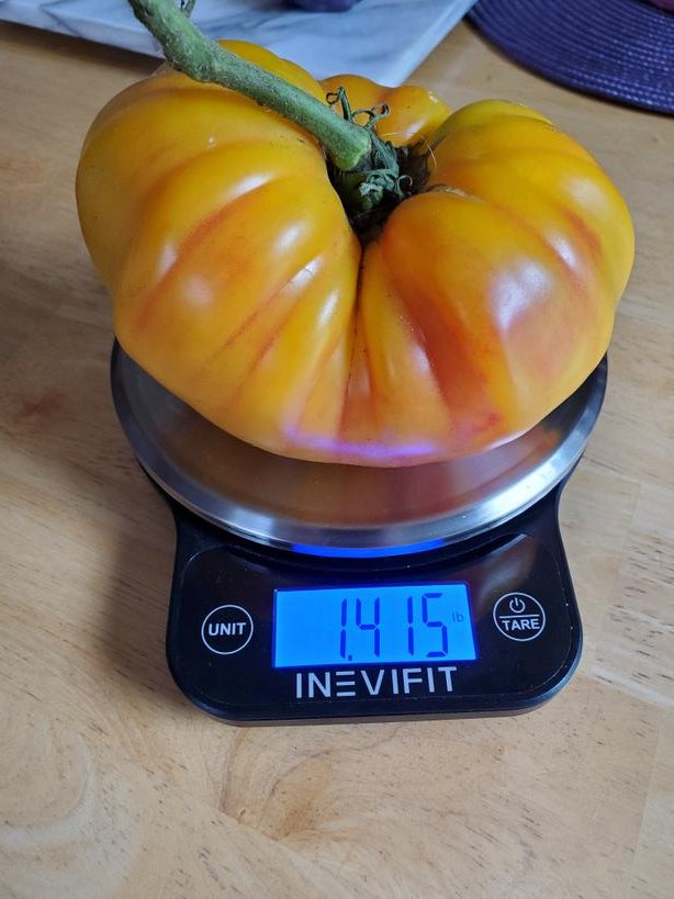 trapper831's tweet photo. My biggest #tomato so far
#pineappletomato https://t.co/oN3WAQj82I