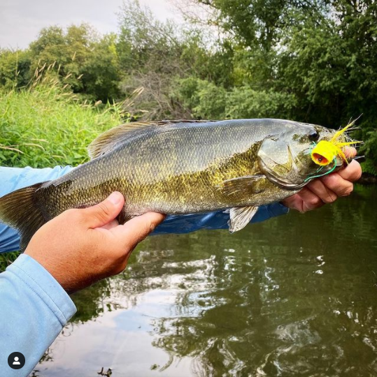 FarmsWhiting's tweet photo. Nice Catch & Fly tied by @zivio51
Gotcha on the @whitingfarms hackle frog. This is a killer fly with a bucktail and hackle tail. Just crazy sick fly for these smallies.
.
.
.
.
.
#smalliesonthefly #smalliefishing #smallies #smallieonthefly #smallieslayer #smallmouthbass https://t.co/x9s27QRQK7