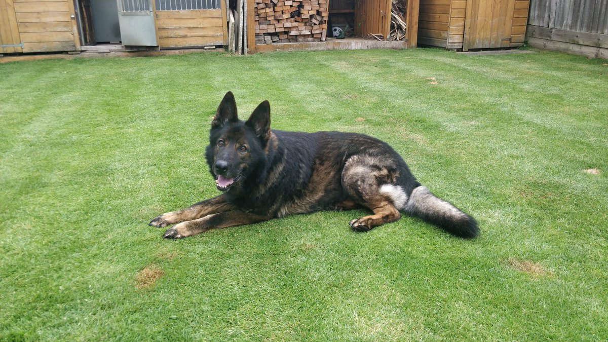 just me (@philrooks) on Twitter photo Went to #london for a break and made sure we popped in to see #bailey our old #policepup now 10yrs old and enjoying retirement. <a href="/PawsomePensions/">PawsomePensions</a> <a href="/DC_PoliceDogs/">DC_Police Dogs ( Puppy Development Program)</a> @Devondogz <a href="/DC_Police/">Devon & Cornwall Police</a> <a href="/metpoliceuk/">Metropolitan Police</a> Went to #london for a break and made sure we popped in to see #bailey our old #policepup now 10yrs old and enjoying retirement. <a href="/PawsomePensions/">PawsomePensions</a> <a href="/DC_PoliceDogs/">DC_Police Dogs ( Puppy Development Program)</a> @Devondogz <a href="/DC_Police/">Devon & Cornwall Police</a> <a href="/metpoliceuk/">Metropolitan Police</a>