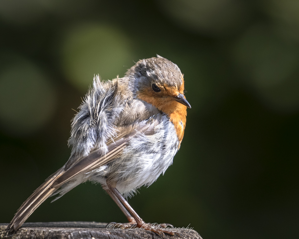 CatLake's tweet photo. @lydfordgorgeNT Here's Tufty! https://t.co/tp3zBoVvbj