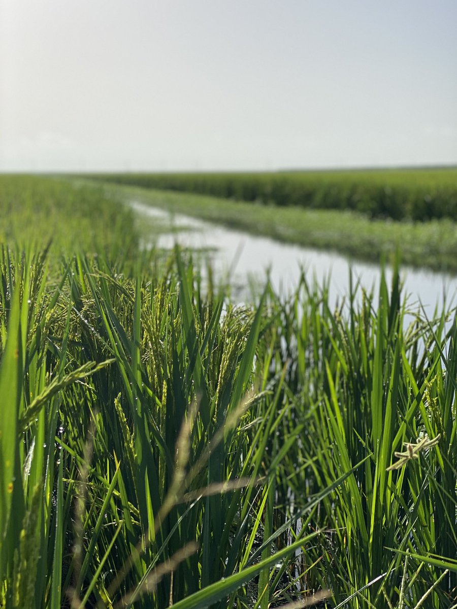 Some views just leave you happier 🌾 

Many of our grower members plant rice in the summer months to help slow down the oxidation of soils &amp; as another way to produce food for our community. 

#floridafarmers #moretosugar #ricefarming #sustainablefarming #eatlocal