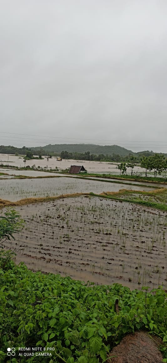 farmers_global's tweet photo. @Collector_NZB sir! Pls help this farmer Ganesh(narsapur vilege, Kammarpally mdl),lost his crop due heavy rains.Paddy cultivation in 6 acres. #SaveFarmers #SaveGlobalFarmers #SaveFarmerFirst @TelanganaCMO @Arvindharmapuri @VPRTRS @ravinderryada @SingireddyTRS @KTRTRS @nstomar https://t.co/SquBf4rq1h