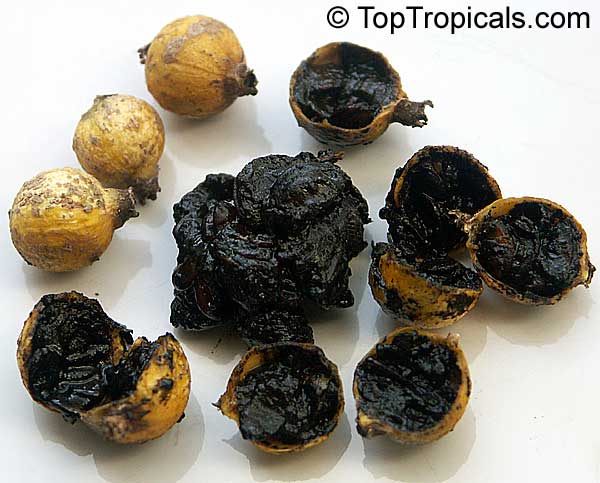 toptropicals's tweet photo. #Randia formosa - Blackberry jam fruit has white #fragrantflowers and edible fruit that tastes like blackberry jam.
Rare exotic that will fruit in a container. Kids love the fruit!
https://t.co/4PnUmitlH5
#exoticfruits
#fruitingtrees
#edibleplants
#SundayFunday https://t.co/Z7kZfM6Z6e