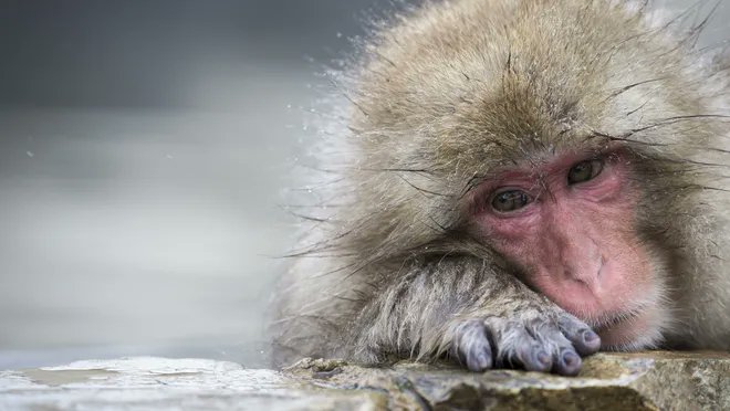 MonkeyKeeps tweet picture