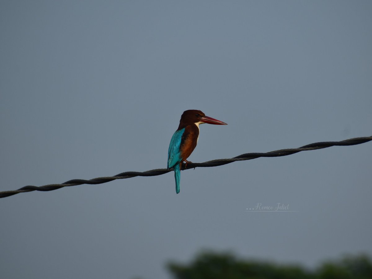 ranjit_dhira's tweet photo. The white-throated Kingfisher. 
Peace, calm and ki...ki...ki... 
#birdphotography #sundayvibes 
#IndiAves #kingfisher #Luv4Wilds https://t.co/qKuozJkiY2