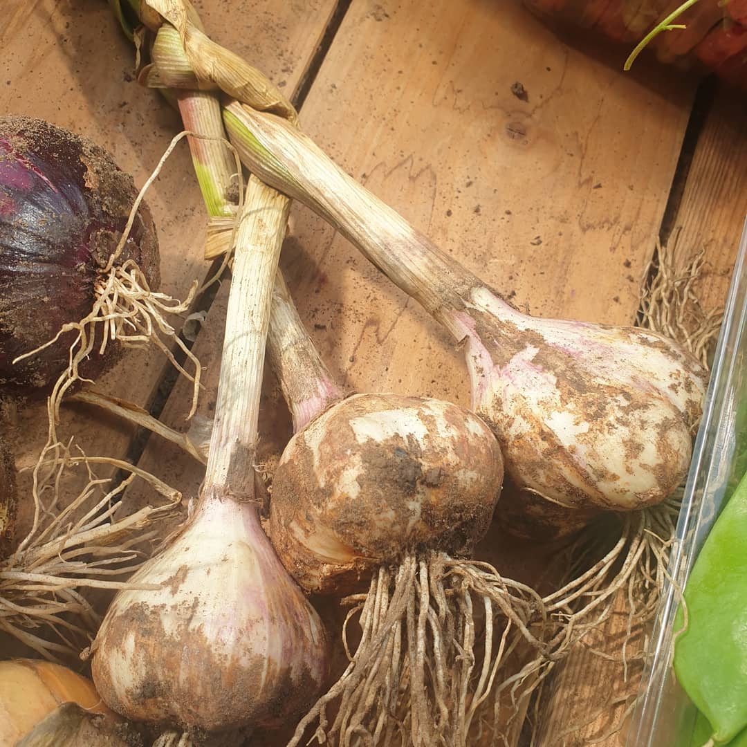 Bumper crop from the allotment, so happy with our first year #organic #homegrown #nature <a href="/TheMontyDon/">Monty Don</a> <a href="/HughFW/">Hugh Fearnley-Whittingstall</a>