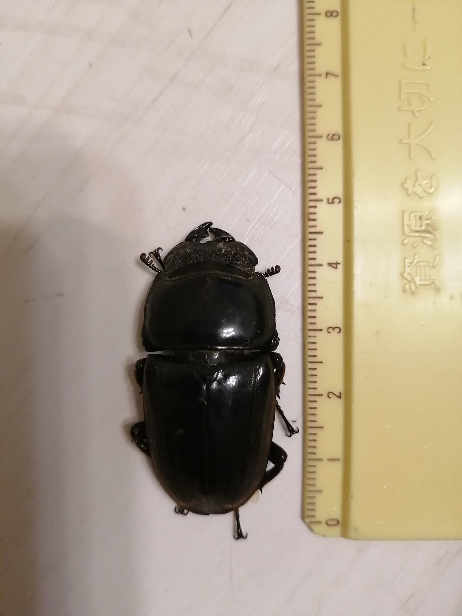 クワガタメス Twitter Search Twitter