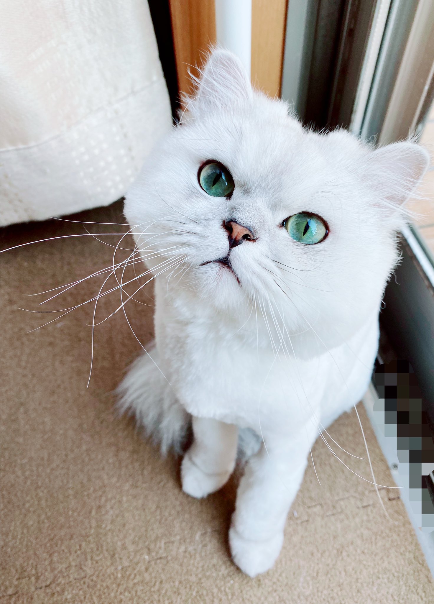 じるくん ジルくん暑そうだったのでサマーカットしました 猫 Cat ペルシャ猫 チンチラシルバー 猫のいる暮らし 猫好きさんと繋がりたい サマーカット まんまる T Co Jhwroqroc5 Twitter
