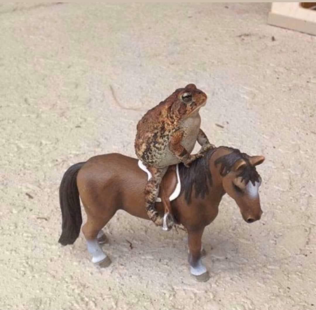 ทรงเปรื่องปราชญ์ด้านกีฬาขี่ม้าข้ามเครื่องกีดขวาง