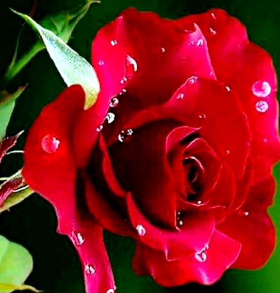 tuncay6969's tweet photo. @Angel_J_san 🍃🌼🍃🖤💜💚❤️ https://t.co/bZKNofSKGl
