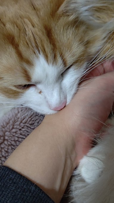 @M16A1_0130 かじられそう 