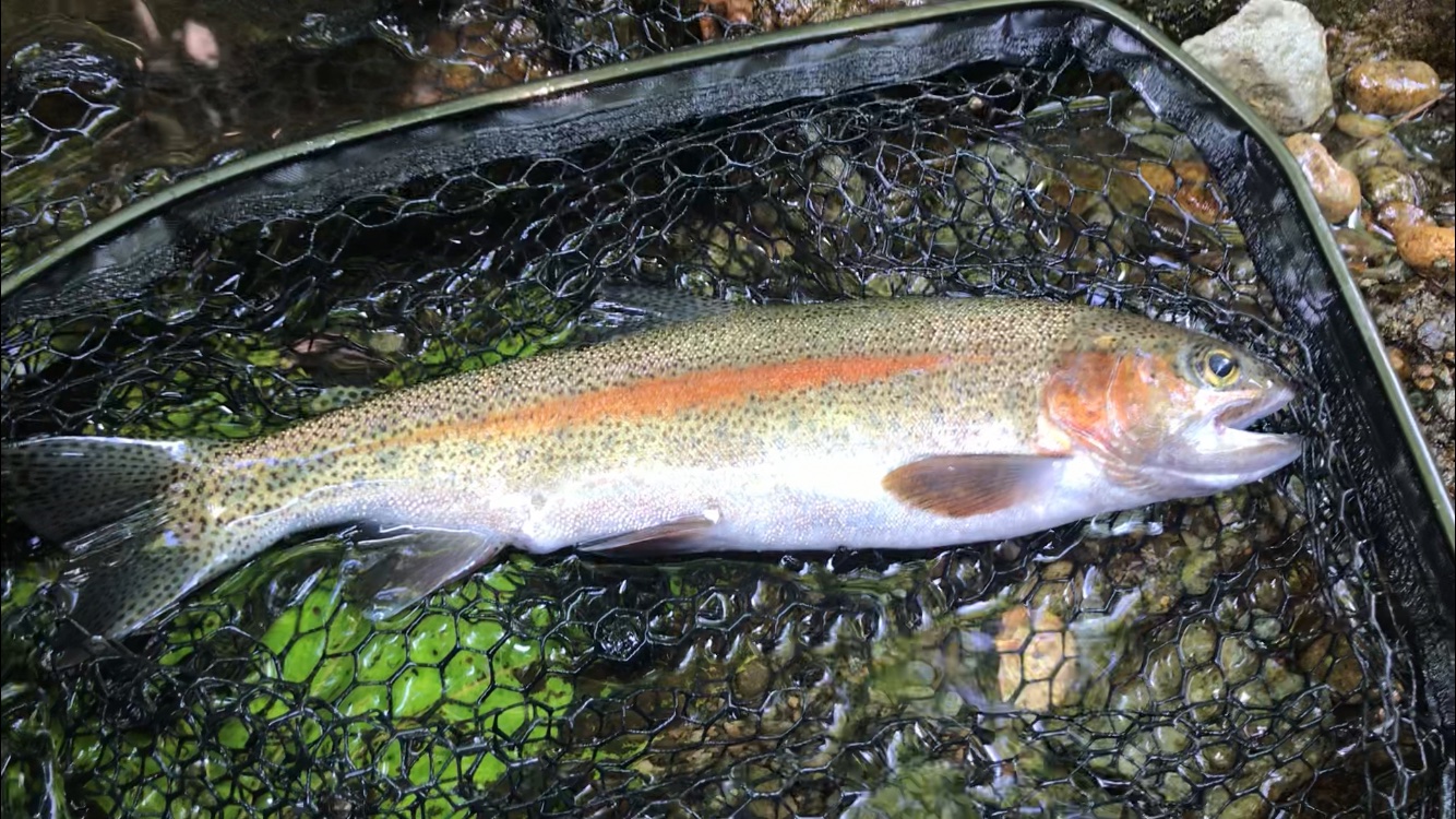 ぱぴっつ 今日の支笏湖のアメマス32cm ダイソージグ とその近くの川で釣れたらニジマス33 5cmとヤマメ 1人では1匹も釣れていない 仲間 釣り方 情報 釣具 とにかく全てに感謝 支笏湖 支笏湖釣り 釣り アメマス ヤマメ 渓流 Gopro