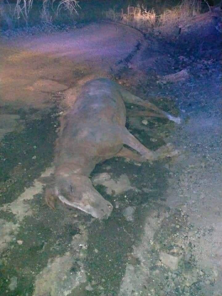 CristinaShonny's tweet image. Giornata triste per noi sardi.
La #Sardegna è in lutto🖤
Basta guardare queste immagini per farli finire all'ergastolo questi miserabili che hanno appiccicato il fuoco.
Il mio pensiero va a chi ha perso tutto, casa, raccolto, e bestiame. Le foto non sono le mie.