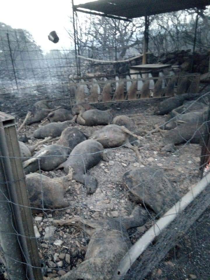 CristinaShonny's tweet image. Giornata triste per noi sardi.
La #Sardegna è in lutto🖤
Basta guardare queste immagini per farli finire all'ergastolo questi miserabili che hanno appiccicato il fuoco.
Il mio pensiero va a chi ha perso tutto, casa, raccolto, e bestiame. Le foto non sono le mie.