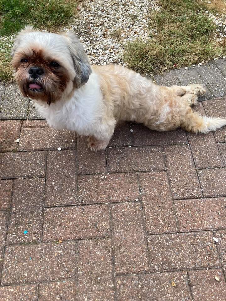 Shih Tzu Action Rescue (STAR) UK tweet media