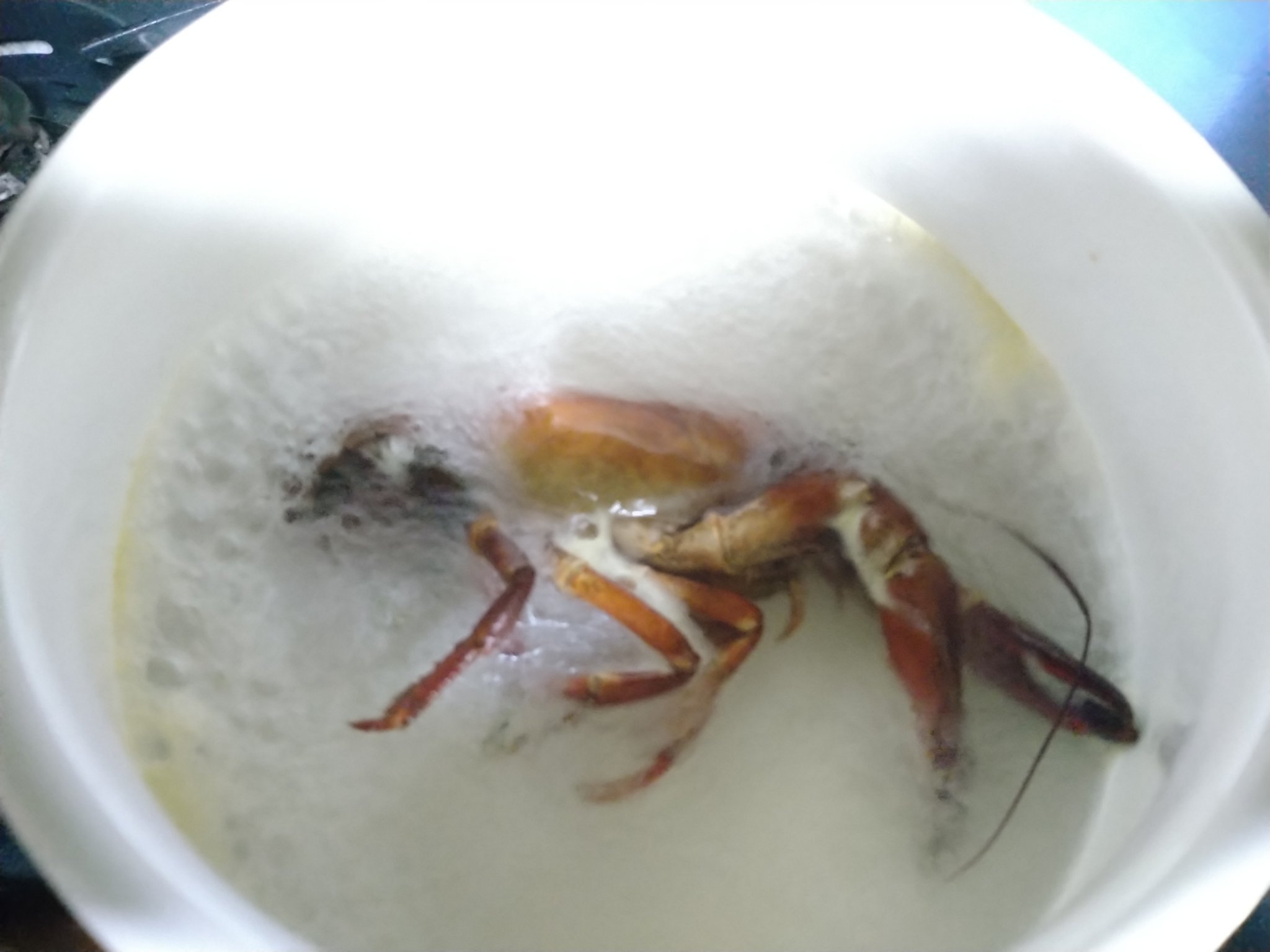 ぼんちゃん 捕獲したウチダザリガニは 塩茹ででいただきました 本当にロブスターと遜色ない味 美味しすぎて 身の写真撮り忘れるくらいに夢中で食べました 笑 皆で捕獲して美味しく食べるのが 生態系にも人間にも良いかもしれないですね T Co