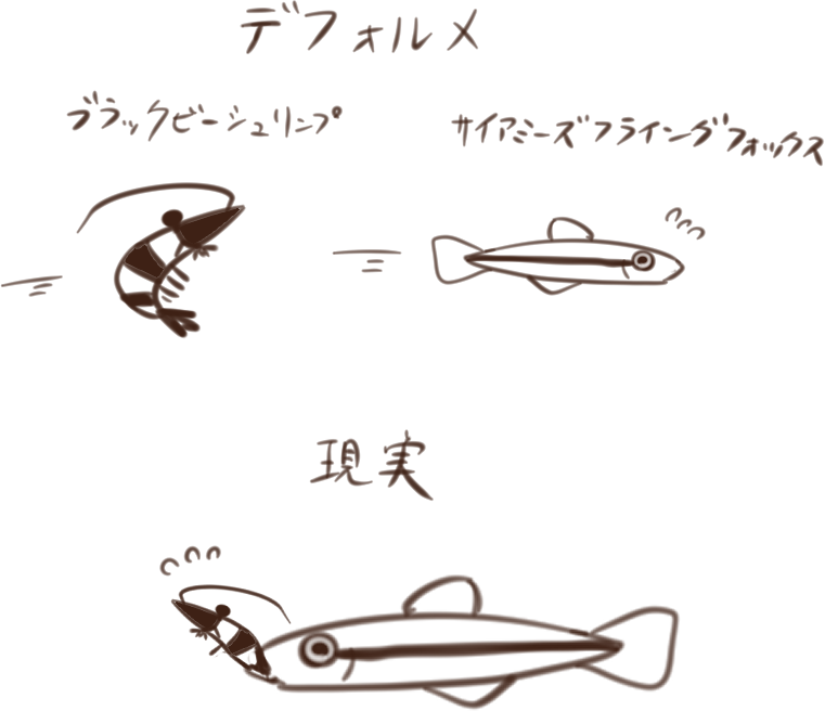 ブラックビーシュリンプとサイアミーズフライングフォックスの百合について 