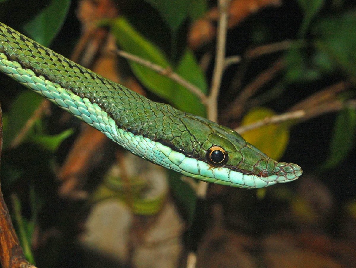 It's a GREAT DAY to be at Reptilia! 🐍 With multiple theater shows and public feedings happening throughout the day, there's something exciting around every turn. Come see your favorite cold-blooded critters in action by booking at ticket to visit us at reptilia.org 📅