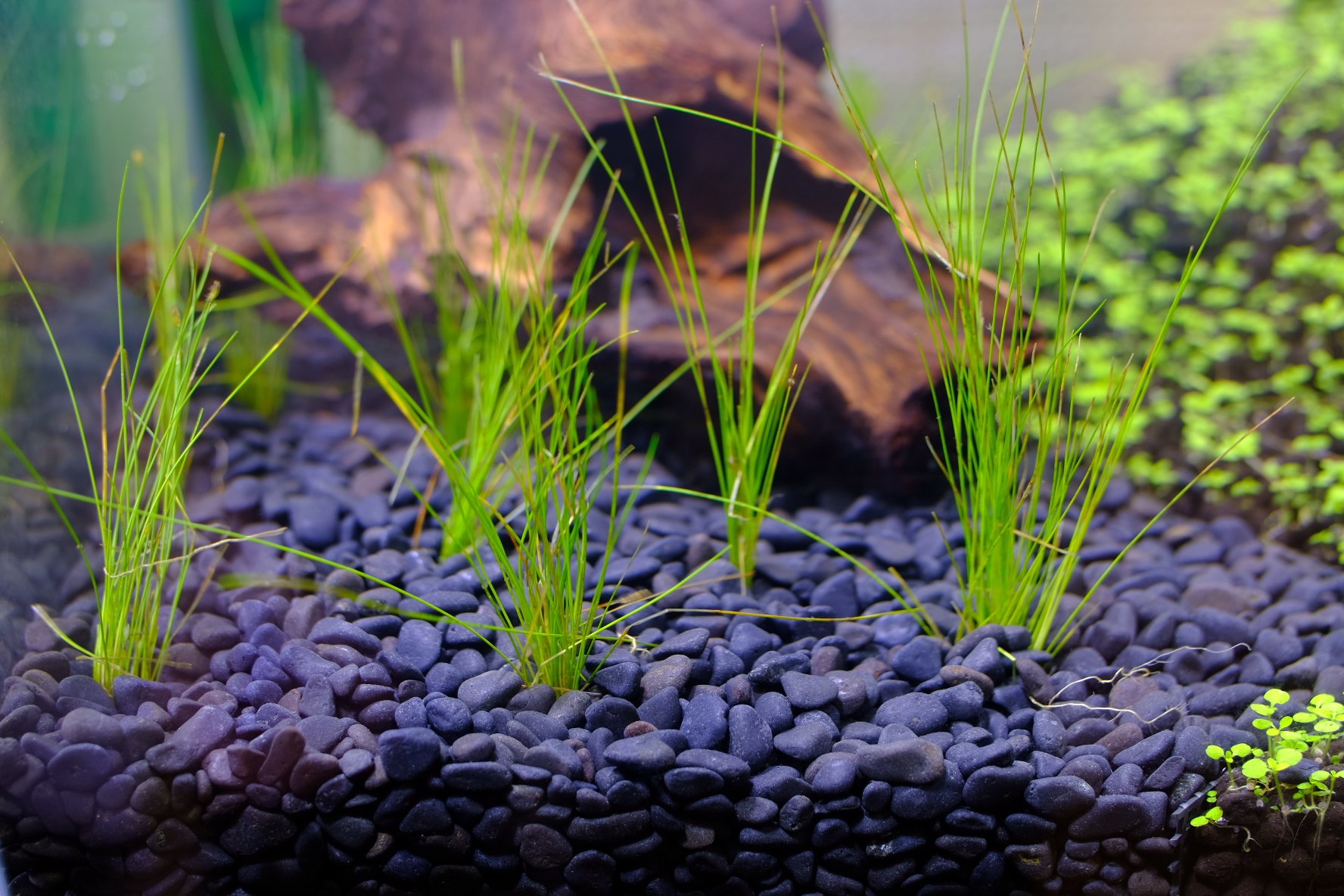 にゃごnao 根が絡まりあってうまく分離できずムキーー ってなりながらショートヘアーグラス田植え 砂利ゆえ抜けやすい 上手く水中葉に切り替わるか Co2 なにそれ など不安要素タップリだけどのんびり見守る ってか流木デケェな