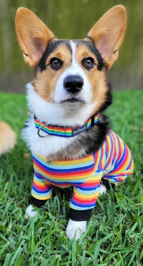 GetWagging's tweet photo. Be a rainbow in someone else’s cloud…or be Dolly the corgi in a rainbow suit. They both have the same effect 🥰
#getwagging #Corgi #rainbow https://t.co/bZEtsGzKM6