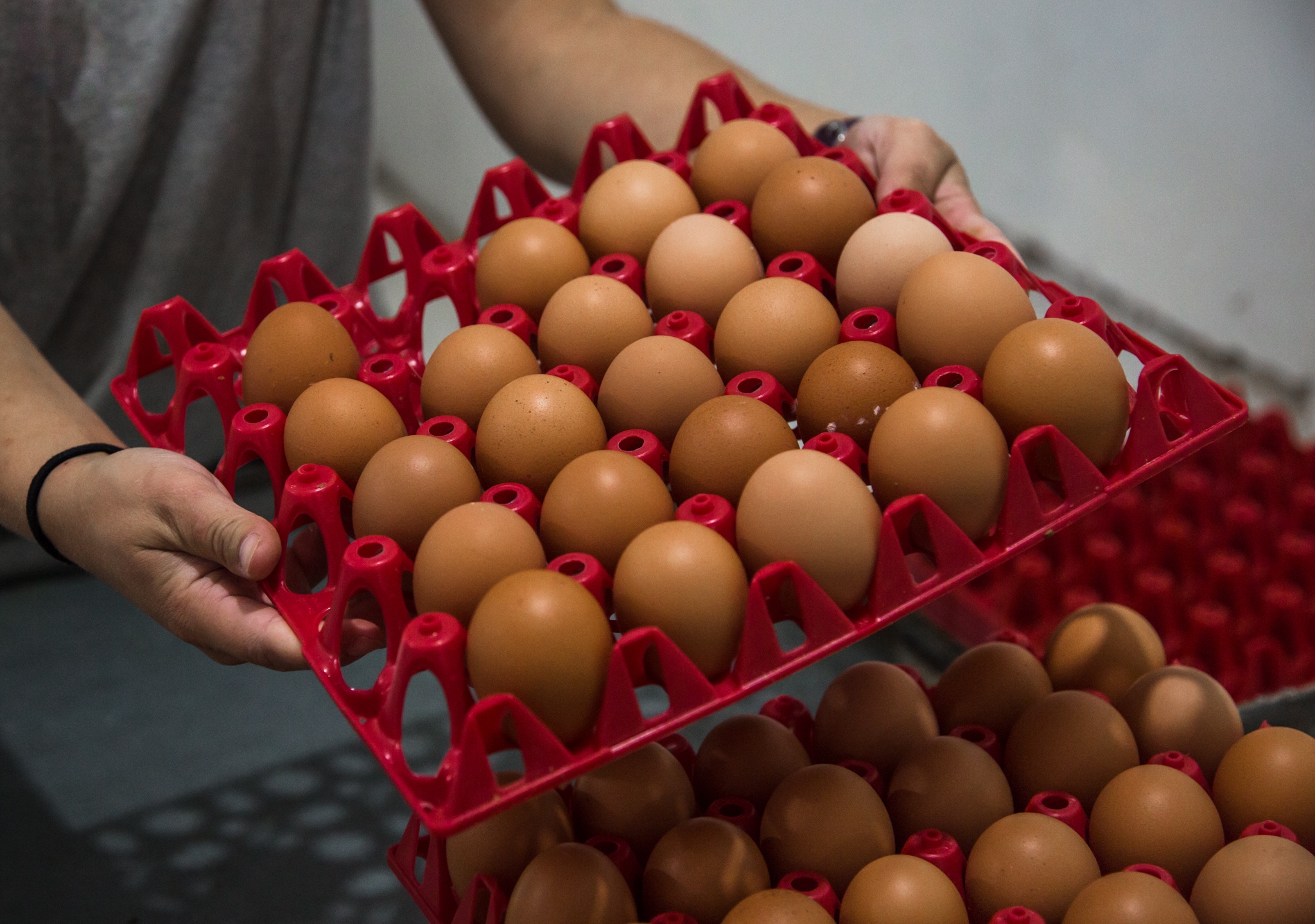 Feed The Dialogue on Twitter "You may notice the egg cartons have