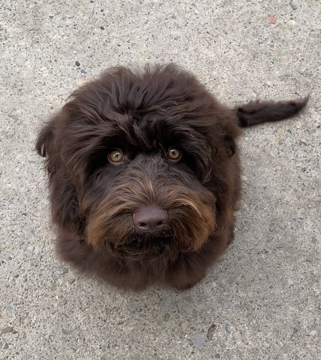 TheMontyDog1's tweet photo. Brushed and fluffed! I do love being brushed ๐ค #shesforgiven #dogsoftwitter https://t.co/3qQMFN4qTF