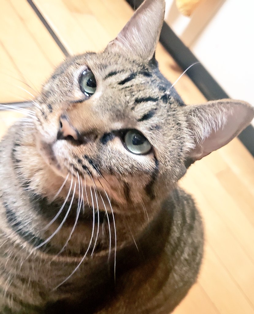 にゃにゃにゃのにゃ太郎