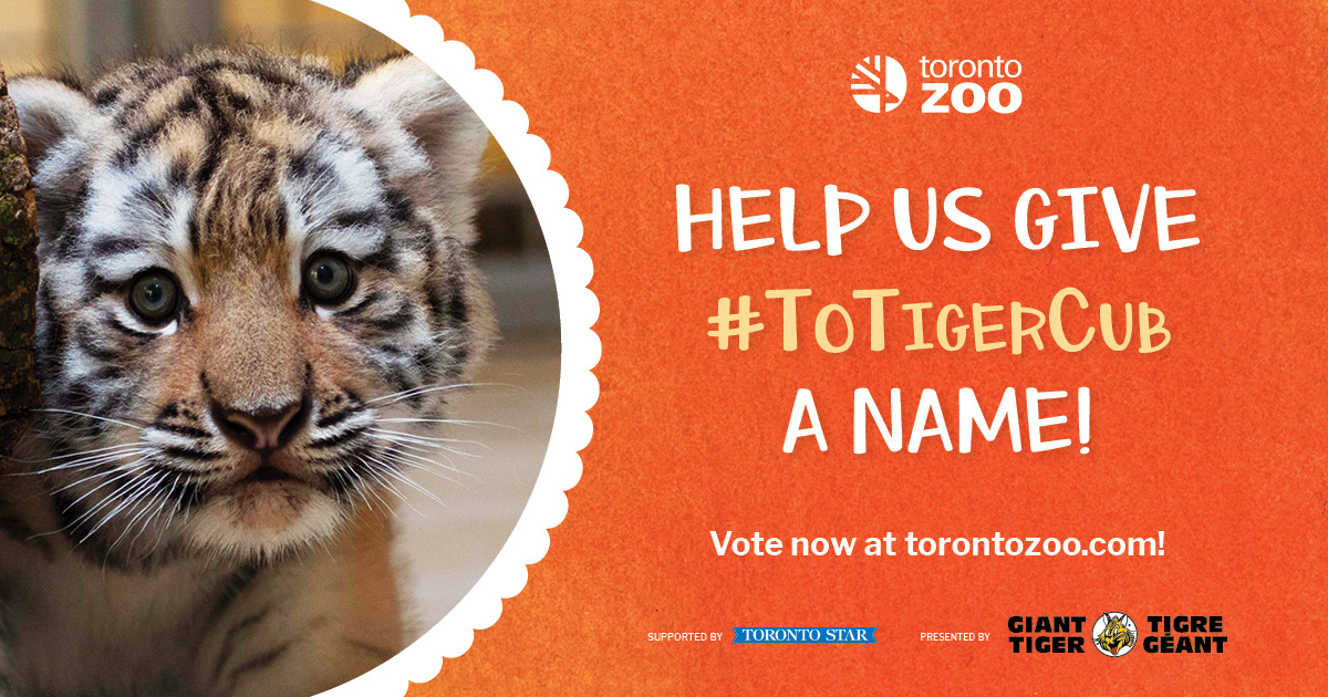 The Toronto Zoo on Twitter "Last chance to give TOTigerCub a name! 🐯 VOTE NOW through 1159pm