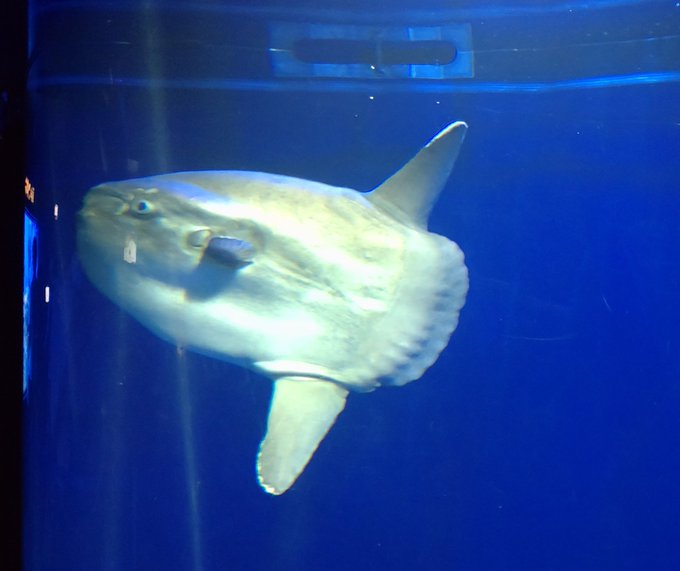 サンシャイン水族館のtwitterイラスト検索結果
