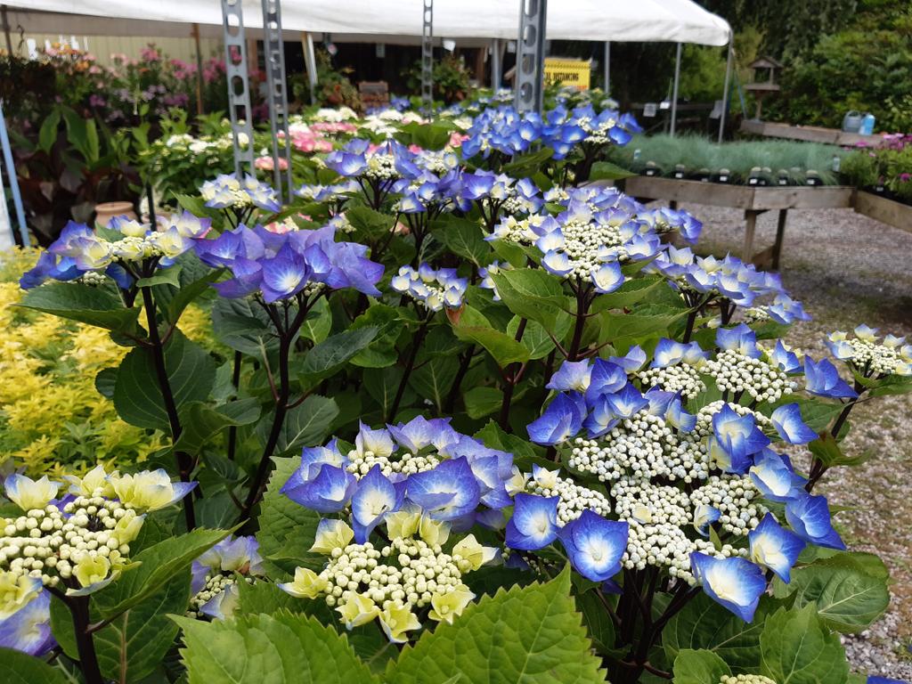 Stunning Hydrangea would make a lovely gift if you visiting family and friends you haven't seen  for a while #DevonGrown