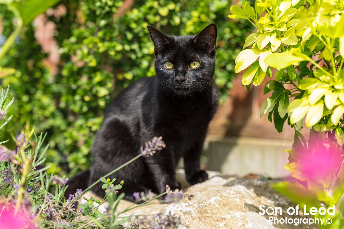 SonofLeodPhoto's tweet photo. Had the pleasure of meeting 10 mth old Lucky the little "panther" for a photoshoot on Friday. A little bit shy but happy to pose for the camera when the mood suited her

#SonOfLeodPhoto #petphotography #pawtrait #portraits #cat #kitten #PetPortraits #petphotographer #photoshoot https://t.co/Z2aMjm5rDu