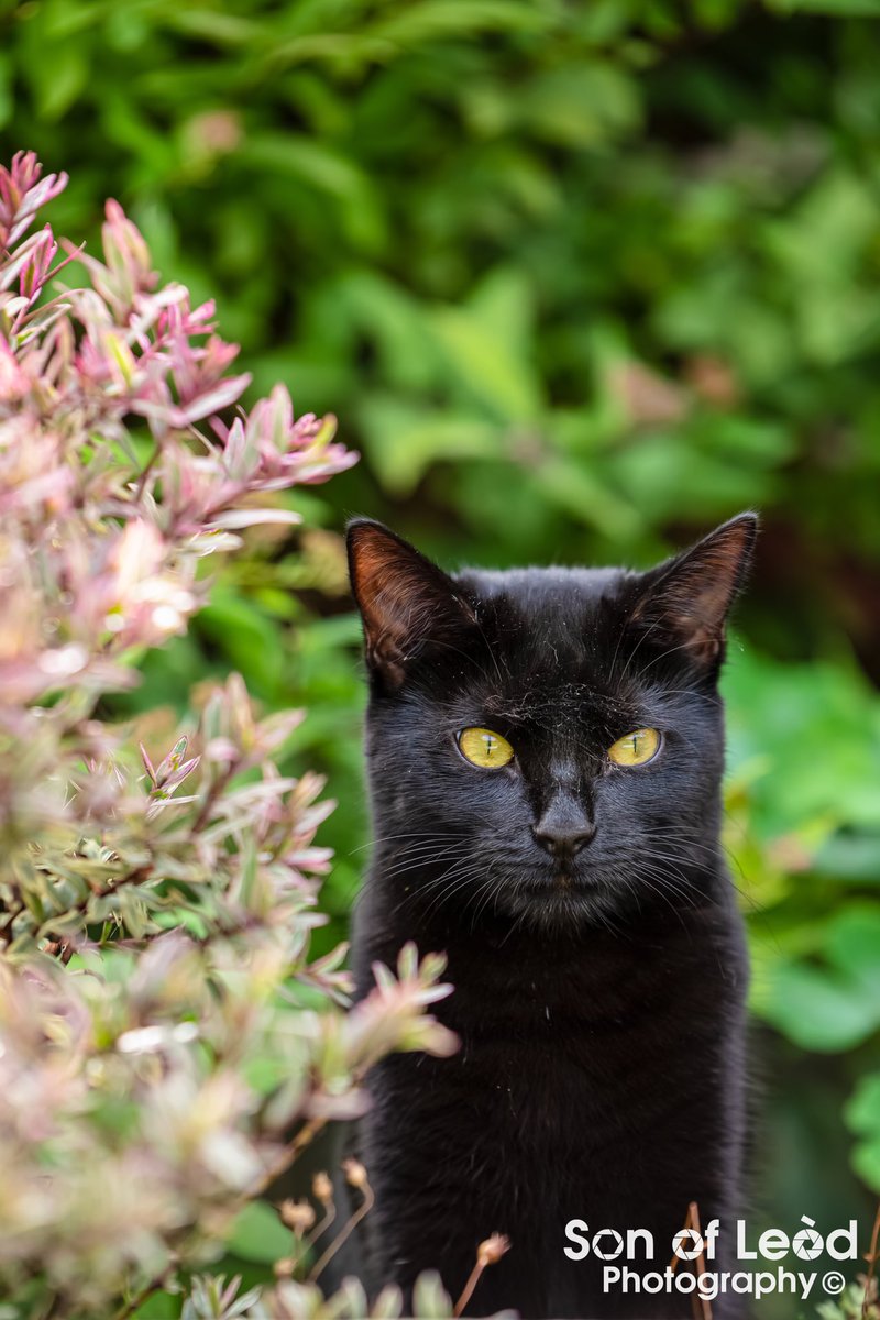 SonofLeodPhoto's tweet photo. Had the pleasure of meeting 10 mth old Lucky the little "panther" for a photoshoot on Friday. A little bit shy but happy to pose for the camera when the mood suited her

#SonOfLeodPhoto #petphotography #pawtrait #portraits #cat #kitten #PetPortraits #petphotographer #photoshoot https://t.co/Z2aMjm5rDu