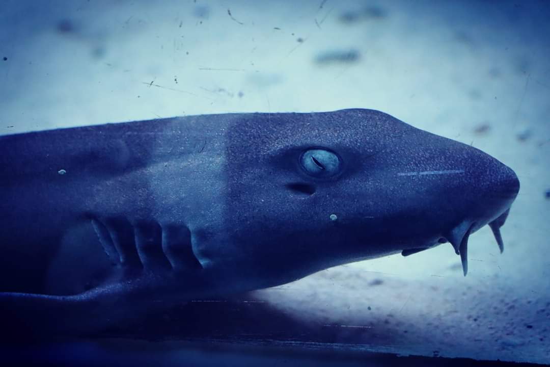 It's Sunday! Chill out like our Bamboo Sharks! 😌🐠🐟

What are your plans for the summer holidays? 
We are open everyday from 10am till 6pm last entry at 5pm. We hope to see you soon! 😁👍

#bluereefaquarium #bambooshark #summerholidays