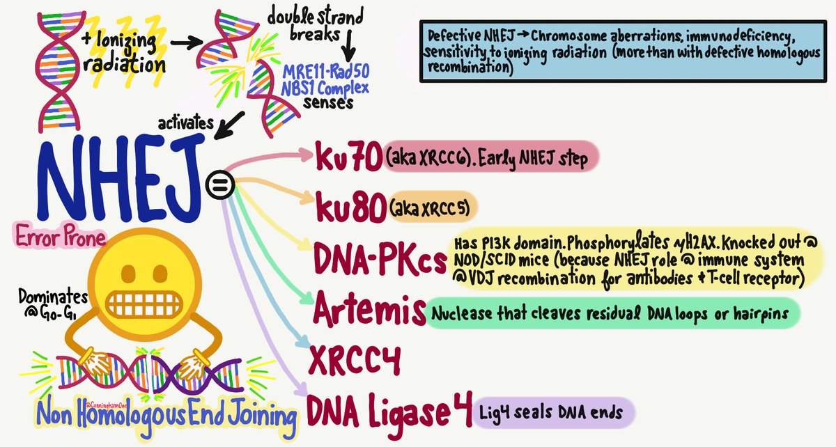 Non-homologous end joining (NHEJ) is an error prone DNA repair mechanism involved in fixing double stranded breaks and making antibodies in the immune system via VDJ recombination #radbio #roedu #radonc #RTT #DNA