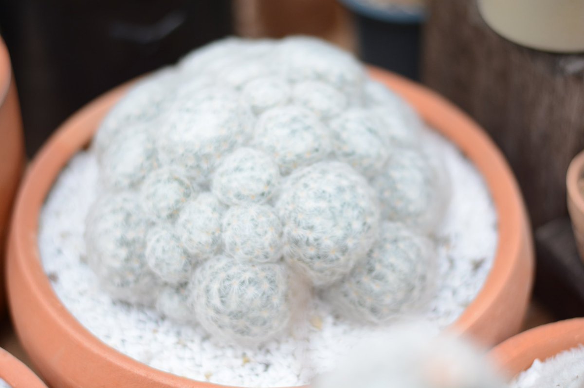 ItCactus's tweet photo. still alive ก้อนเมฆ เช็คแล้วนอกยังอยู่บนโลกใบนี้อยู่ ☁️

#cactus #mammillaria #แมมขนนกขาว https://t.co/PxmEeMZkQf