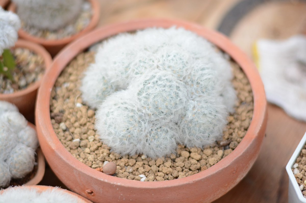 ItCactus's tweet photo. still alive ก้อนเมฆ เช็คแล้วนอกยังอยู่บนโลกใบนี้อยู่ ☁️

#cactus #mammillaria #แมมขนนกขาว https://t.co/PxmEeMZkQf