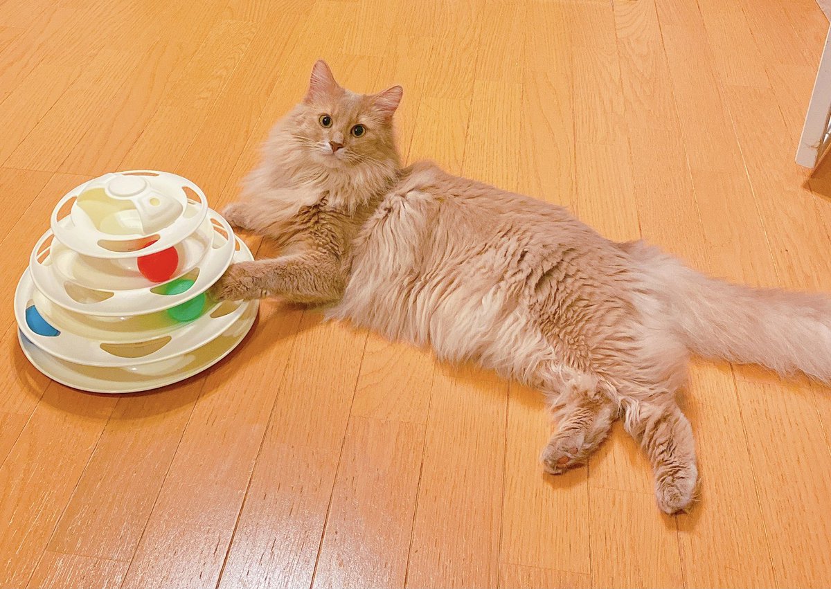 「3COINSの猫のおもちゃ。
お気に入り🐱♡

コテツでかくなったな。 」|和泉つばす✨花粉症つらいのイラスト