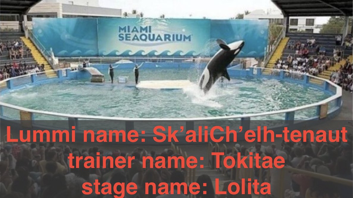 Please retweet and help share the story: After 51 years, she still calls out for her family. Family is sacred to orcas. Her mother still swims the Salish Sea. Lummi matriarchs are working to bring her home in a good way.  #SalishSeaDaughter #IndigenousRights <a href="/MiamiSeaquarium/">Miami Seaquarium</a>