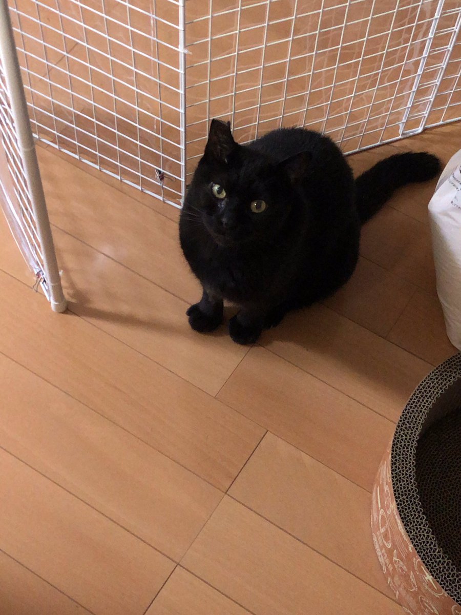 三毛猫のひめちゃん (@mikehime0707) / Posts / X