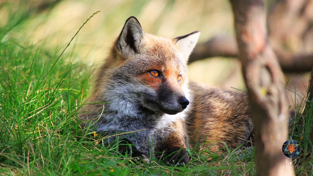 thefoxsdenhealz's tweet photo. Beautiful nature fox! https://t.co/J014n46Vps

#foxes #naturefox #forestfox #foxphotos #foxphotography #naturephotography #wildlife #wildlifephotography https://t.co/YmpCXBonhw
