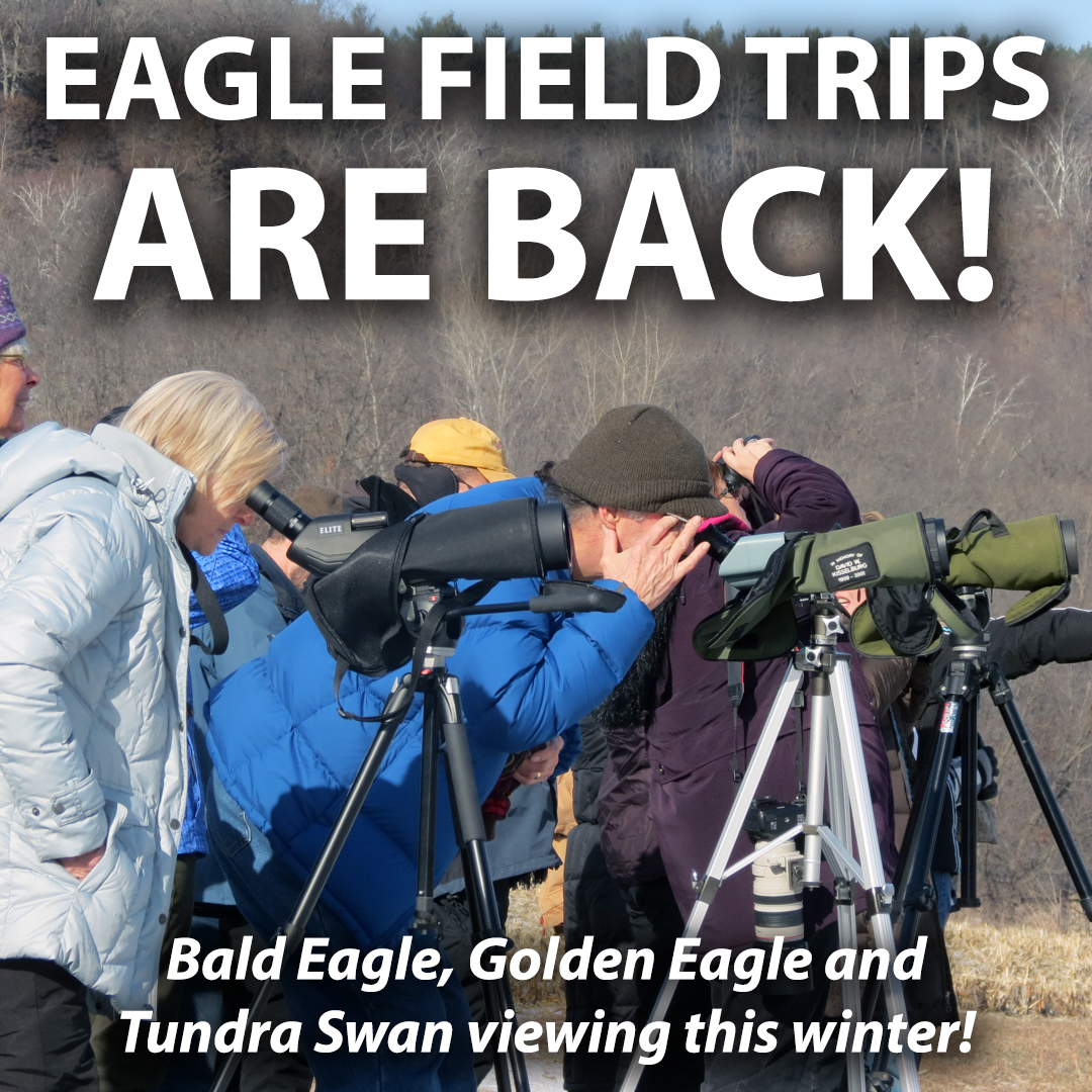 JOIN THE EXPERTS FOR BALD &amp; GOLDEN EAGLE VIEWING Winter eagle viewing field trips are back! Plus, enjoy Tundra Swan trips new in 2021! There are 40 seats per trip - $40 for members, $50 for non-members. Details &amp; registration online: bit.ly/2Hp4wEN 🦅😍👍#OnlyinMN