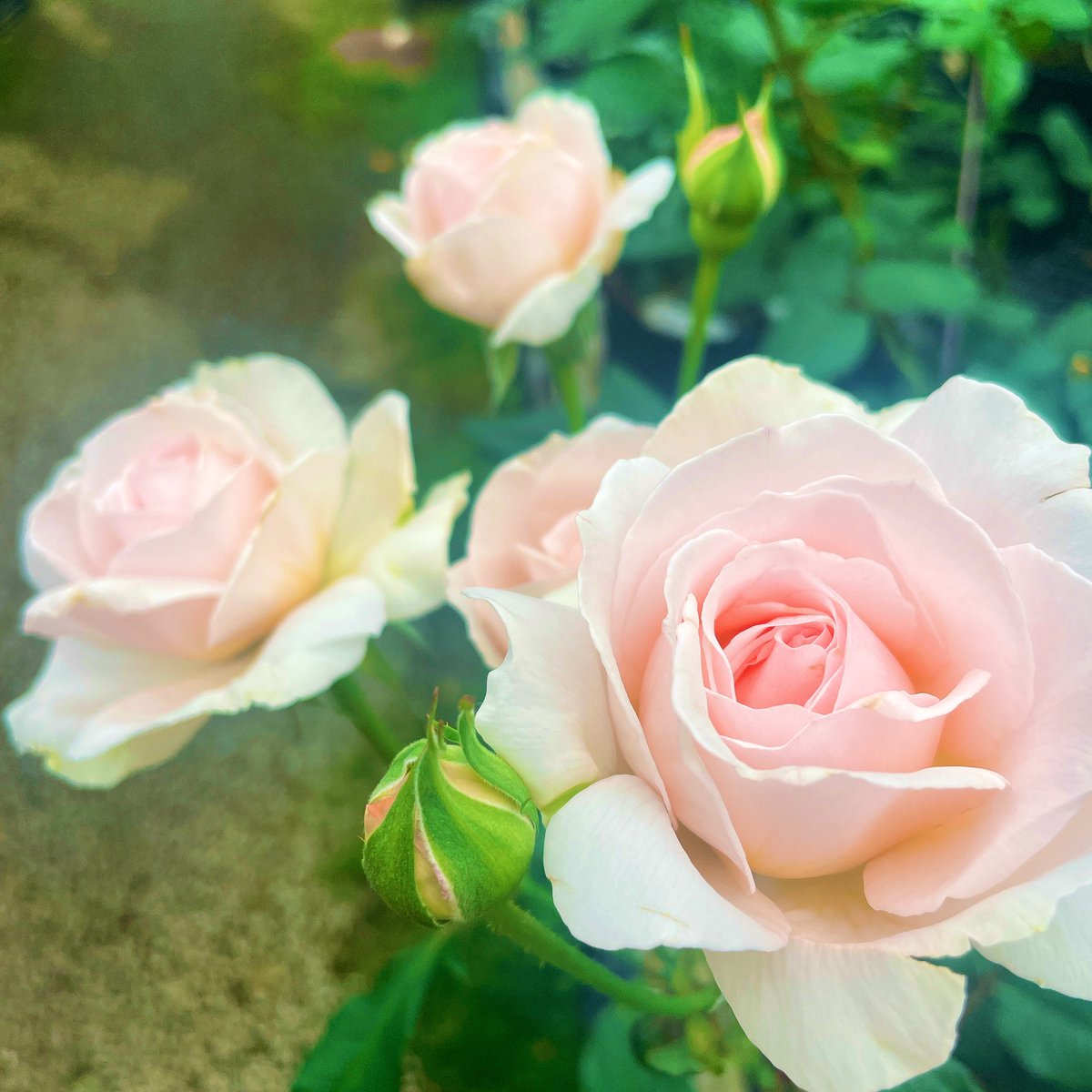 ハルキ (@biotope_) on Twitter photo 