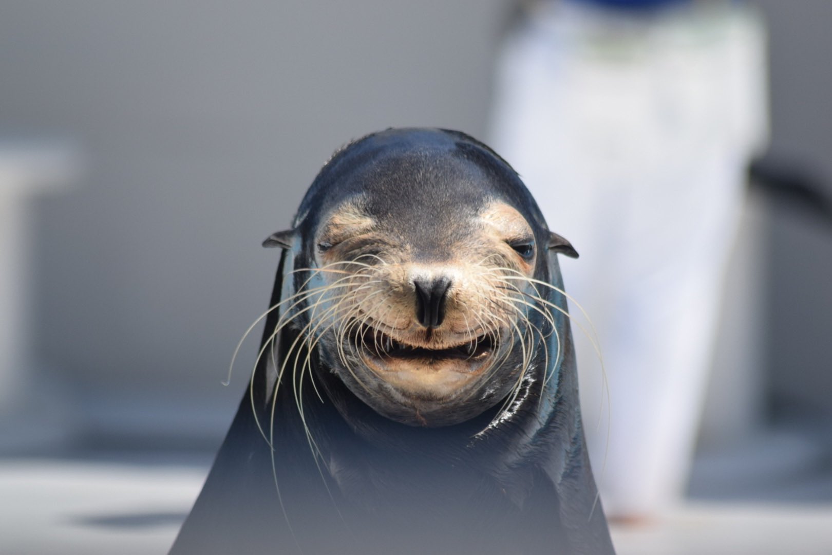 カメラのウエムラ 笑うアシカさん癒されます 写真 一眼レフ Nikon 鴨川シーワールド 鴨シー 水族館 海獣 アシカ スマイル一家 T Co Awmouceybt Twitter カメラのウエムラ 笑うアシカさん癒されます 写真 一眼レフ Nikon 鴨川シーワールド 鴨シー 水族館 海獣 アシカ スマイル一家 T Co Awmouceybt Twitter