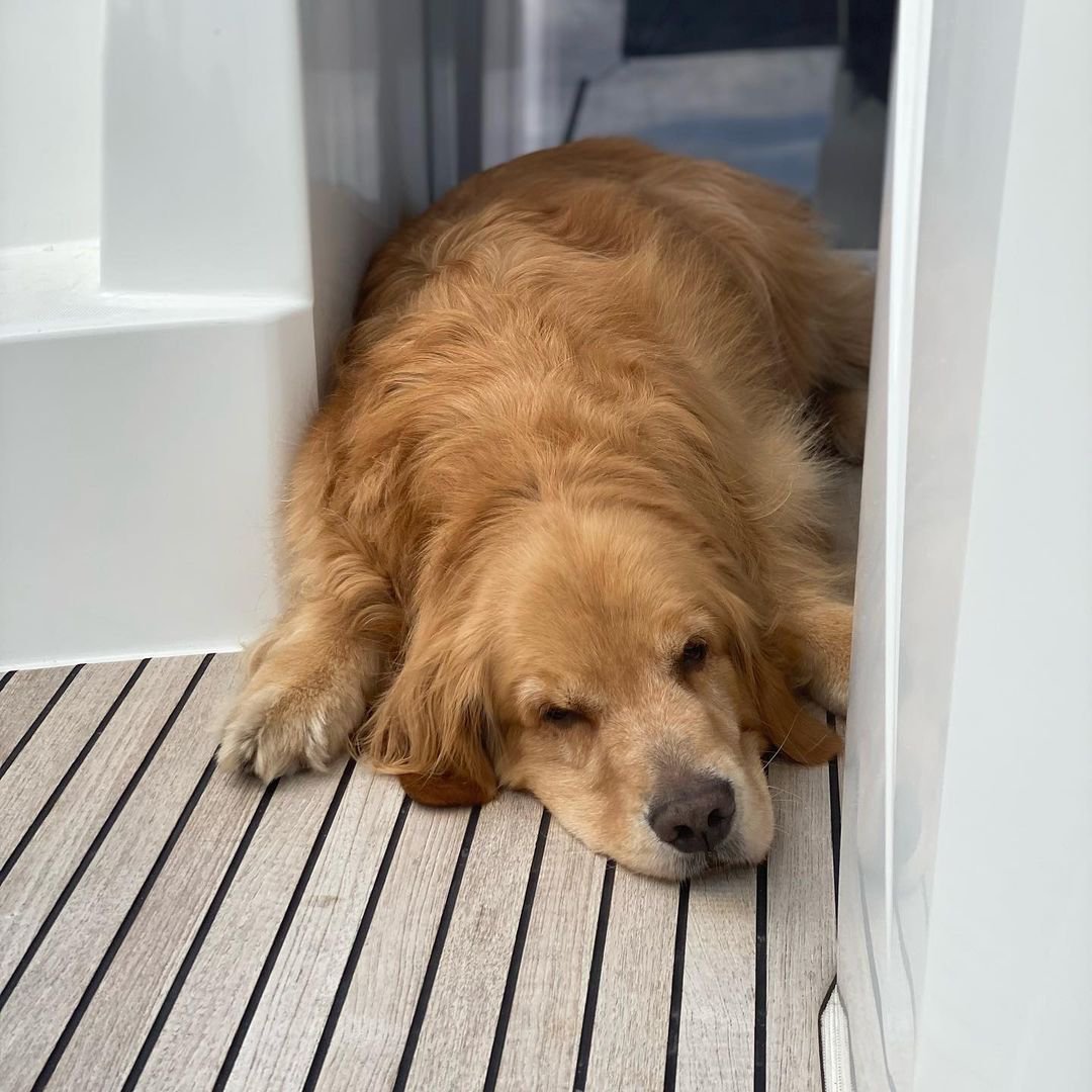 JeanneauAmerica's tweet photo. It's a dog's life 🐶 📷 @julzwood #jeanneaupowerboats #jeanneau #jeanneauowners #jeanneaudogs #boatdogs #lazysunday #goldenretrievers #pupsonboard #boatdog #jeanneaulife #jeanneauunderway #boatlife #familyboating #leaderoutboard https://t.co/qwSjzwLQQU
