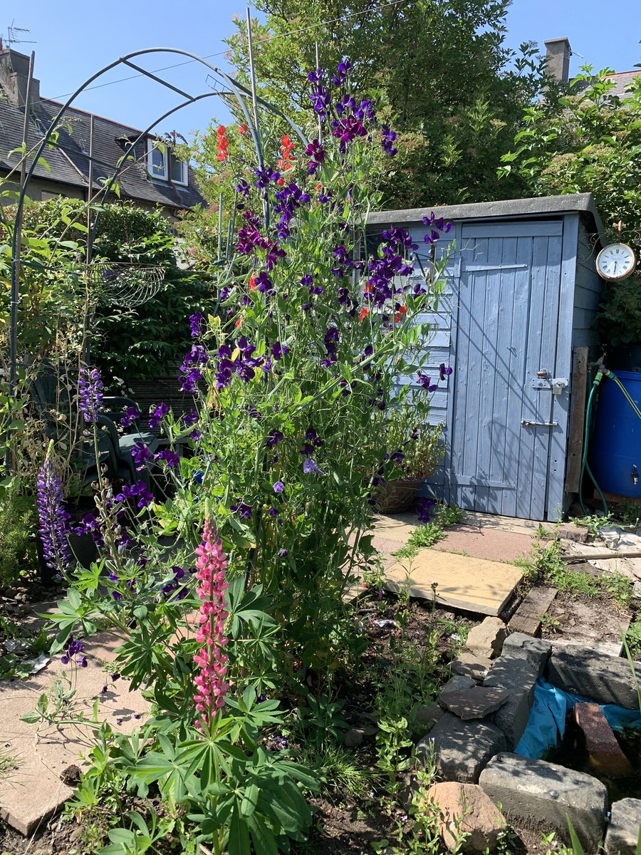 lucynorris1's tweet photo. Chesser allotment #edinburghallotments #chesser https://t.co/C7jkeMunUO
