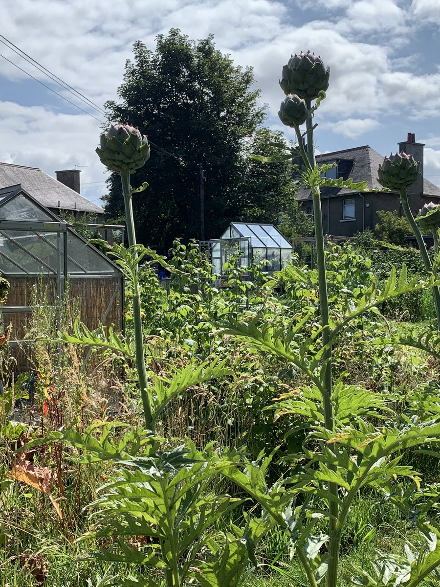 lucynorris1's tweet photo. Chesser allotment #edinburghallotments #chesser https://t.co/C7jkeMunUO